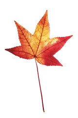 leaf isolated on white background