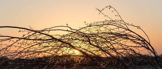 branches of a tree at sunset