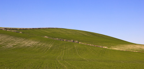 Fototapeta premium Landscape of a meadow