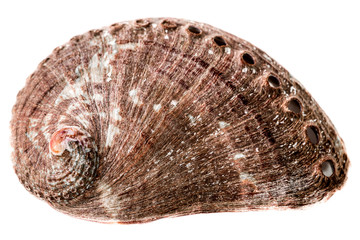 The shell of an abalone