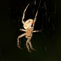 spider. Super Macro