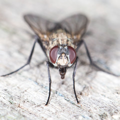 fly. close-up