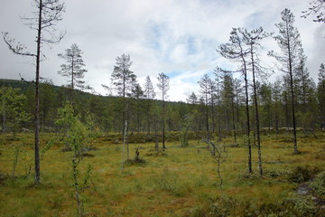 A mire at narsjon in Sweden near Salen