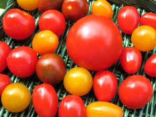 tomates cerises