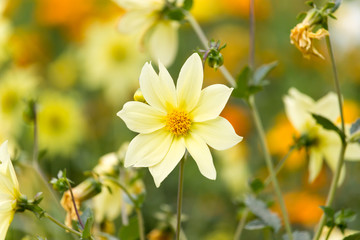 Obraz premium yellow flower in nature