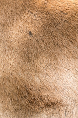 background of sheep skins