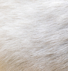 background of sheep skins