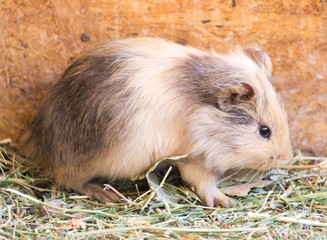 guinea pig