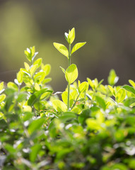 beautiful leaves on the bush in nature
