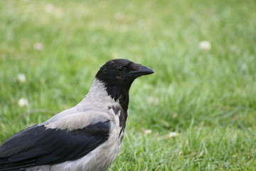 Fototapeta premium Hooded crow (Corvus cornix) close-up