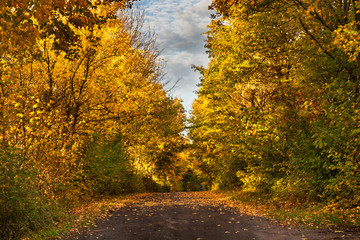Forest path in autumn scenery