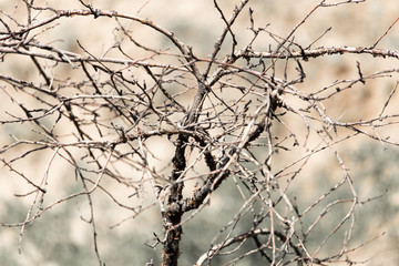 Fototapeta na wymiar dry branch of a tree in nature