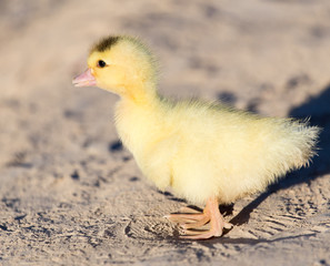 little duckling in nature