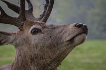 Red Deer