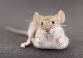 Mouse on a black background