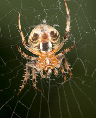 spider in nature. close-up