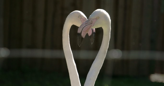 The long neck and big beak of the flamingoes