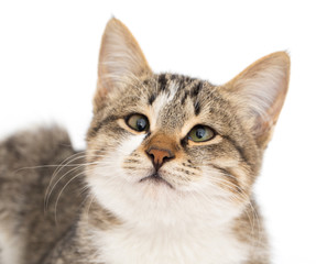 cat on a white background