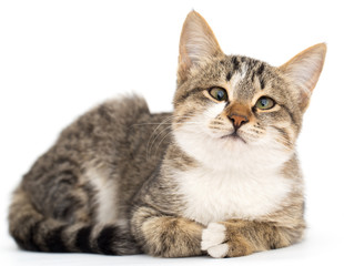 cat on a white background