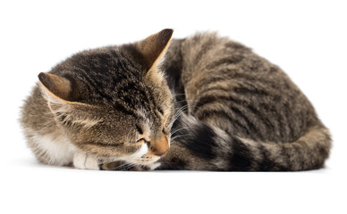 cat sleeps on the white background