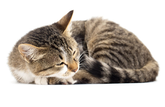 Fototapeta cat sleeps on the white background