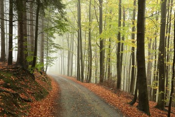 Fototapeta premium Mountain trail through the autumn forest on a misty weather