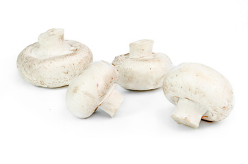Four champignons isolated