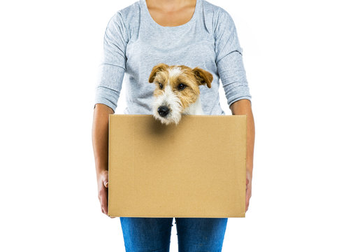 Woman holding dog in box isolated