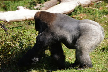 Gorille des plaines mâle adulte ou dos argenté de profil