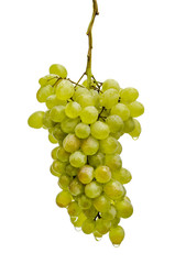 bunch of grapes