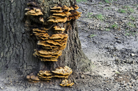 Reishi mushroom (Ganoderma lucidum) in the forest.