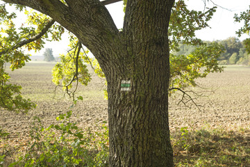 Touristic mark on tree trunk