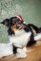 Hundeschule zu Weihnachten