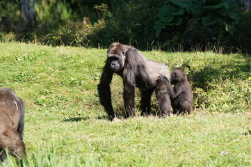 Gorille des plaines femelle et son bébé