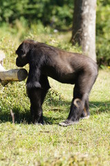 Gorille des plaines de profil