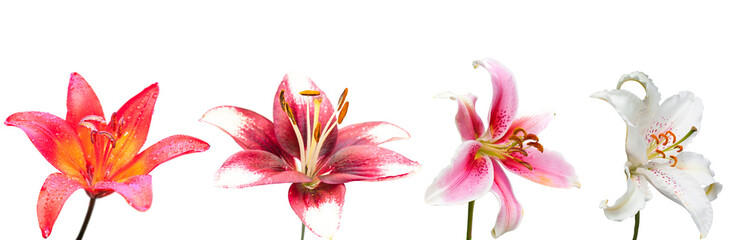 lily flower, set of the four isolated images