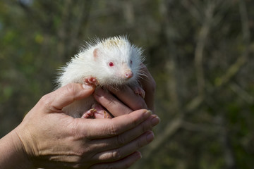 Albino northern white-breasted hedgehog (Erinaceus roumanicus) © belizar