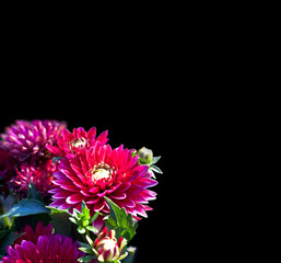 Peony purple, isolated image on dark background