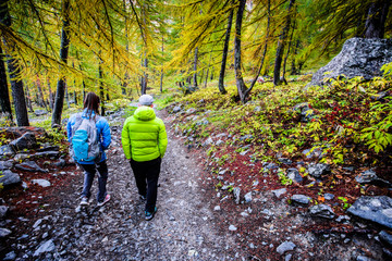 Randonneurs en forêt