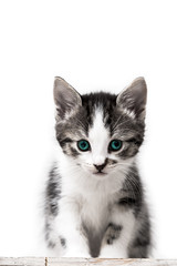 little kitten on white background