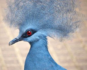 Blue crowned pigeon
