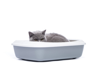 Katze auf dem Katzenklo, Katzentoilette