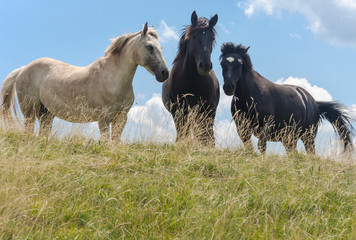 Obraz na płótnie Canvas Three horses on mountain