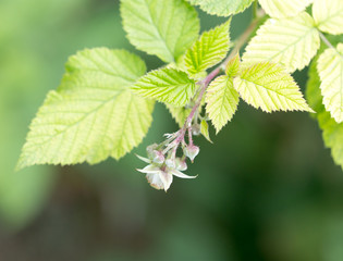 raspberry leaves in nature