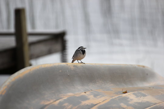 White wagtail (Motacilla alba) on a boat hull