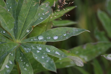 Lupin (Lupinus) leaf with several water drops in the middle, showing its hydrophobic capabilities