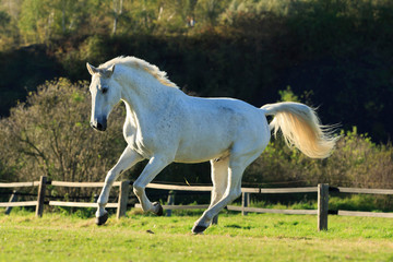 Schimmel im Galopp