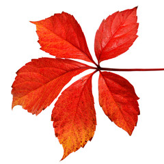 Beautiful autumn tree branch with leaves of wild grapes