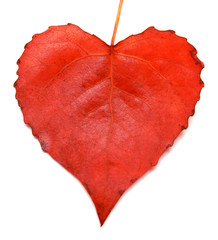 Red leaf heart