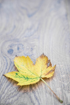 Autumn leaf on wooden background